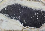 Petrified Palmwood (Palmoxylon) Slab - Texas #63168-1